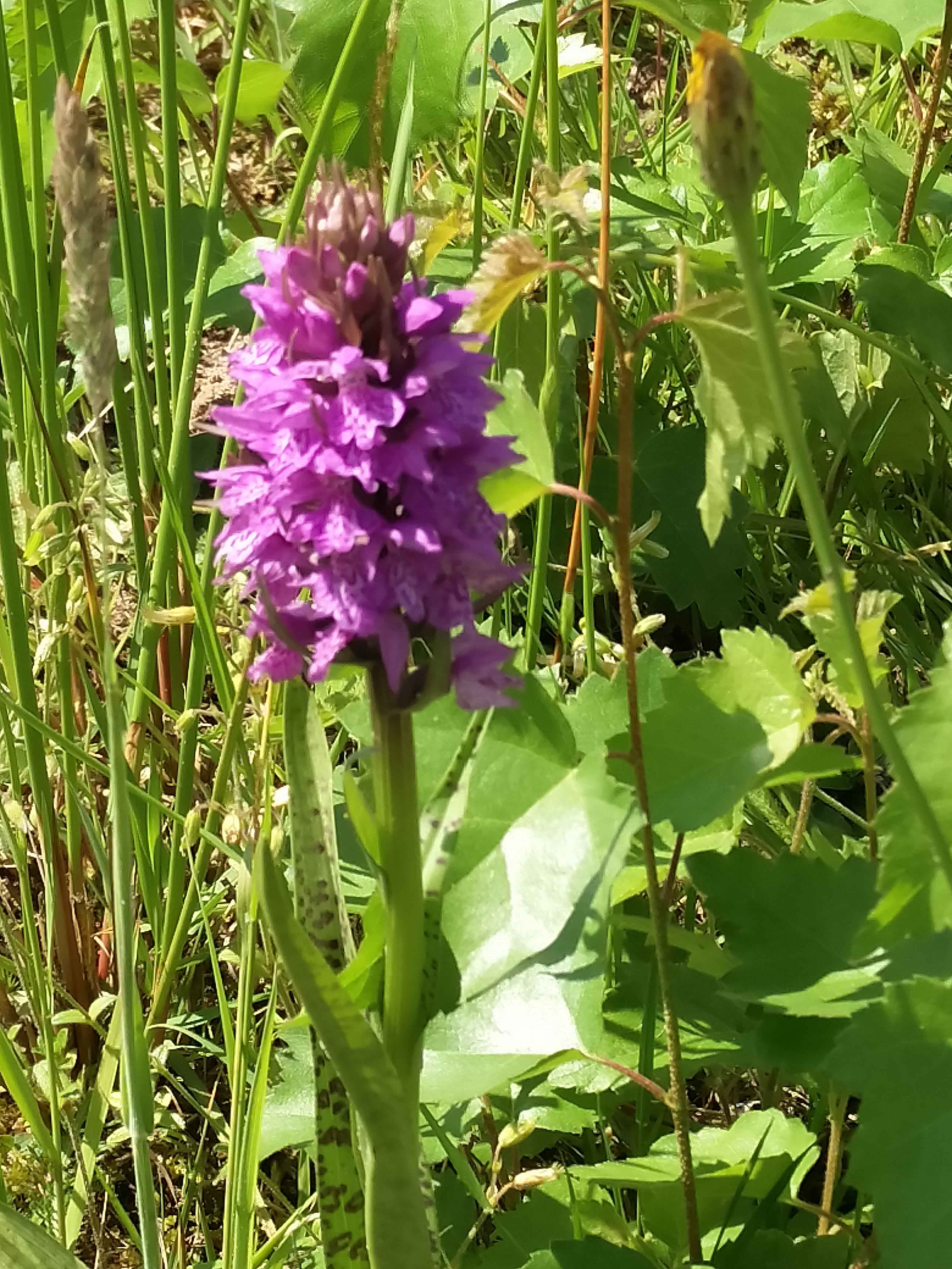 Brede orchis bij Berkel